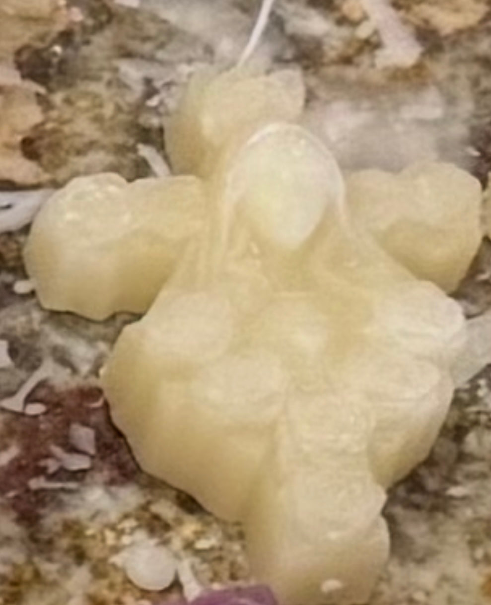 Small Beeswax Immaculate Heart of Mary
